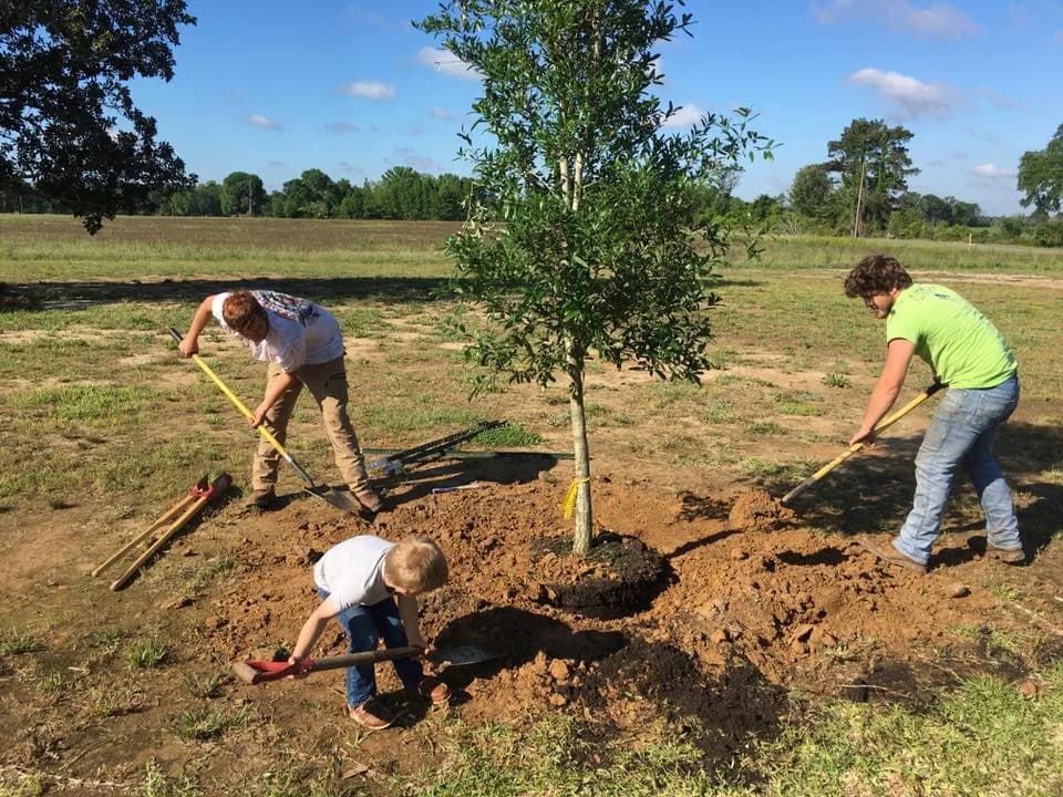 Why Fall Is the Best Time to Plant Trees in Northeast Louisiana